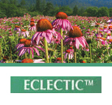 ECLECTIC エクレクティック