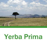 Yerba Prima　ヤーバプリマ